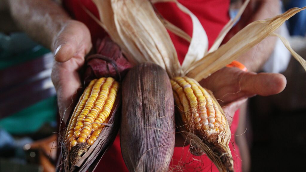 garantia-safra-comeca-a-ser-pago-nesta-terca-18-em-sergipe-garantia-safra-e-dedicado-para-agricultores-de-feijao-milho-arroz-algodao-ou-mandioca-foto-rovena-rosa-agencia-brasil-tvt-news