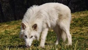 lobo-terrivel-e-possivel-desextinguir-especies-um-dos-filhotes-de-lobo-terrivel-agora-com-cinco-meses-colossal-biosciences-tvt-news