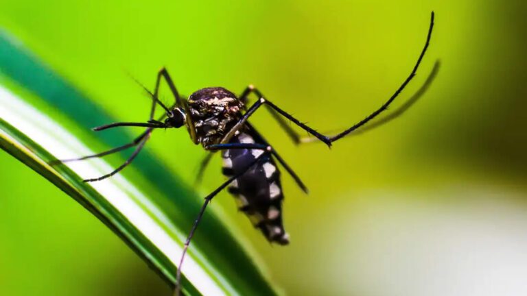 ministerio-da-saude-quer-incorporar-vacina-contra-chikungunya-ao-sus