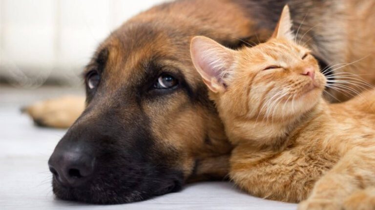 rg-animal-governo-lula-lanca-programa-e-documento-de-identificacao-para-pets-propatinhas-e-sinpatinhas-sao-novas-iniciativas-para-proteger-os-animais-domesticos-reproducao-camara-dos-deputados-tvt-news