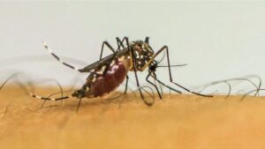 TVTNews 25 brasil-ultrapassa-1-milhao-de-casos-provaveis-de-dengue-em-2025-maior-parte-dos-casos-provaveis-se-concentra-na-faixa-etaria-de-20-a-29-anos-foto-ebc-tvt-news