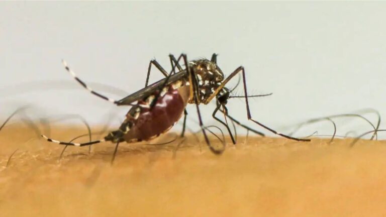 brasil-ultrapassa-1-milhao-de-casos-provaveis-de-dengue-em-2025-maior-parte-dos-casos-provaveis-se-concentra-na-faixa-etaria-de-20-a-29-anos-foto-ebc-tvt-news