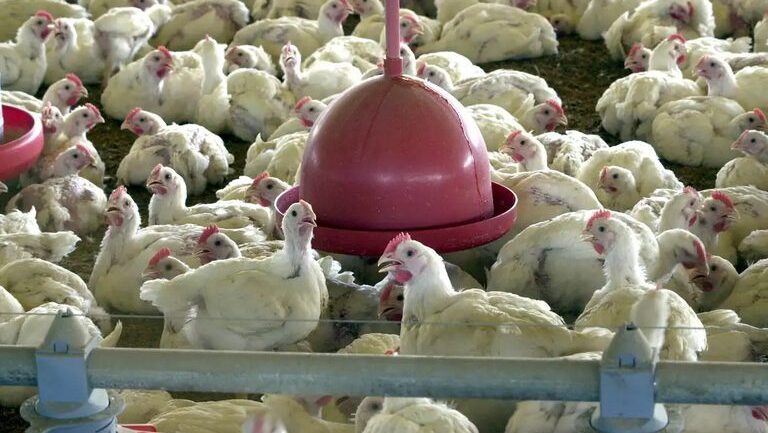 O-risco-de-infecções-em-humanos-pelo-vírus-da-gripe-aviária-é-baixo.-Foto:-Agência-Brasil/arquivo-tvt-news O-risco-de-infecções-em-humanos-pelo-vírus-da-gripe-aviária-é-baixo.-Foto:-Agência-Brasil/arquivo.