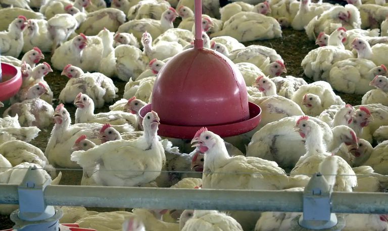 O-risco-de-infecções-em-humanos-pelo-vírus-da-gripe-aviária-é-baixo.-Foto:-Agência-Brasil/arquivo-tvt-news O-risco-de-infecções-em-humanos-pelo-vírus-da-gripe-aviária-é-baixo.-Foto:-Agência-Brasil/arquivo.