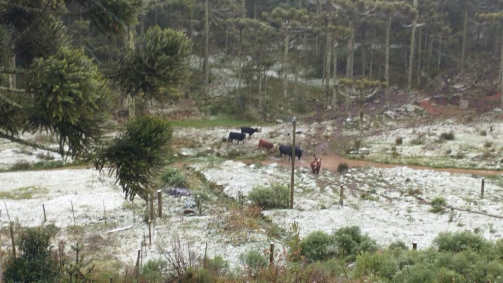 Cidades de Santa Catarina e Rio Grande do Sul amanhecem com neve e frio de -1ºC 1 neve-sao-jose-dos-ausentes