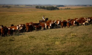 pib-cresce-1-4-no-1-trimestre-em-relacao-ao-trimestre-anterior-foto-agropecuaria-tvt-news