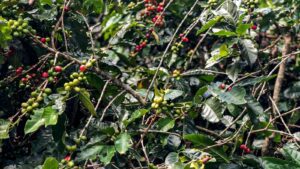 safra-de-cafe-deve-crescer-2-7-e-chegar-a-56-mi-de-sacas-em-2025-area-de-producao-deve-registrar-queda-de-1-4-foto-paula-laboissiere-agencia-brasil-tvt-news