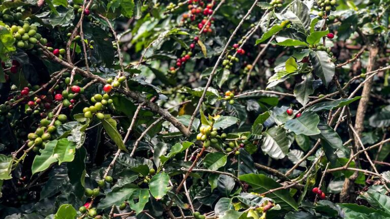 safra-de-cafe-deve-crescer-2-7-e-chegar-a-56-mi-de-sacas-em-2025-area-de-producao-deve-registrar-queda-de-1-4-foto-paula-laboissiere-agencia-brasil-tvt-news