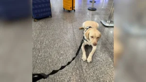 cachorro-de-crianca-com-autismo-e-barrado-de-voar-pela-tap-cachorro-teddy-de-servico-tinha-autorizacao-para-embarcar-por-ordem-judicial-foto-arquivo-pessoal-reproducao-tvt-news
