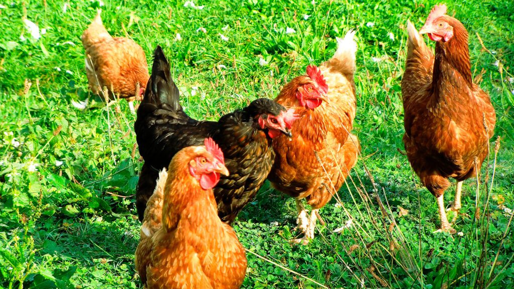 gripe-aviaria-tire-suas-duvidas-sobre-a-doenca-o-brasil-e-o-maior-exportador-de-frango-do-mundo-e-o-terceiro-maior-produtor-foto-px-here-tvt-news