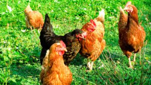 china-gripe-aviaria-tire-suas-duvidas-sobre-a-doenca-o-brasil-e-o-maior-exportador-de-frango-do-mundo-e-o-terceiro-maior-produtor-foto-px-here-tvt-news