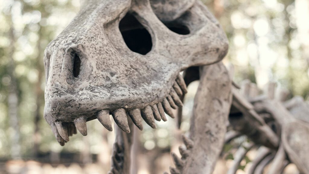 fossil-descoberto-brasil-lanca-luz-origem-dinossauros-nova-especie-itaguyra-occulta-paleontologos-brasileiros-argentinos-anastasiia-kozlikina-unsplash