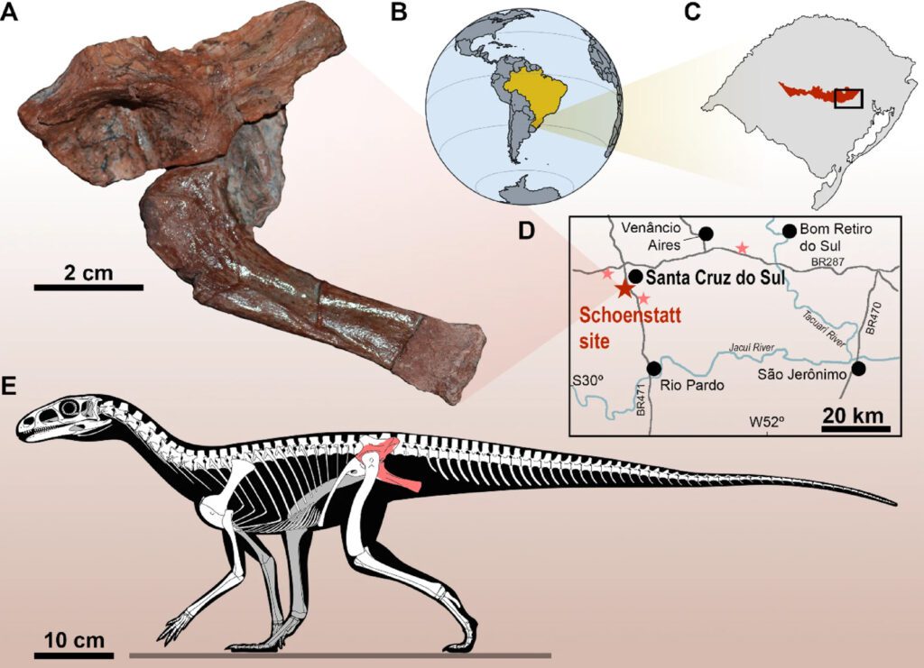 Fóssil descoberto no Brasil lança luz sobre origem dos dinossauros 1 esquema-mostra-fossil-encontrado-regiao-descoberta-simulacao-itaguyra-occulta-scientific-reports-nature-tvt-news