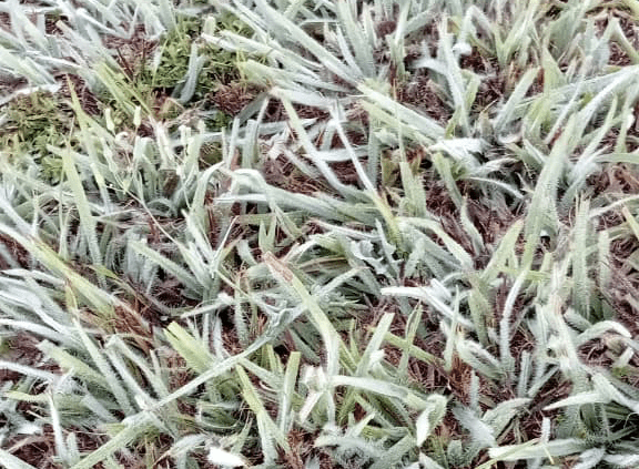 Frio: Serra Catarinense tem sensação de 29 ºC negativos 2 frio-serra-catarinense-tem-sensacao-de-29-c-negativos-leve-geada-atinge-o-sul-de-goias-foto-eliane-maria-acervo-pessoal-tvt-news