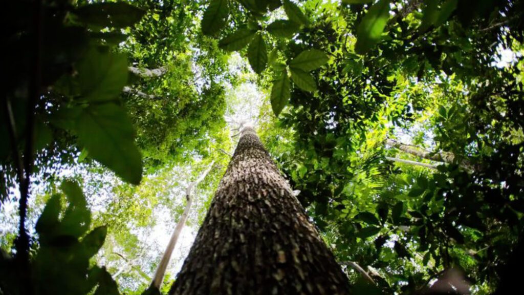 Fundo Amazônia aprova R$ 1 bilhão e bate recorde no 1º semestre 3 fundo-amazonia-aprova-1-bilhao-e-bate-recorde-desde-2009-houve-aprovacoes-de-133-projetos-foto-mma-tvt-news