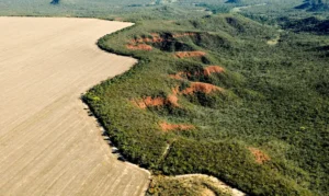 pl-da-devastacao-lula-deve-vetar-trecho-o-pl-da-devastacao-enfraquece-o-licenciamento-ambiental-foto-wwf-brasil-tvt-news