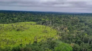 cerrado-maior-queda-desmatamento-ultimos-anos-tvt-news