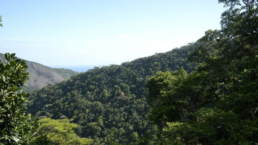 restauro-florestal-render-us-100-bi-por-ano-paises-tropicais-tomaz-silva-agencia-brasil-tvt-news
