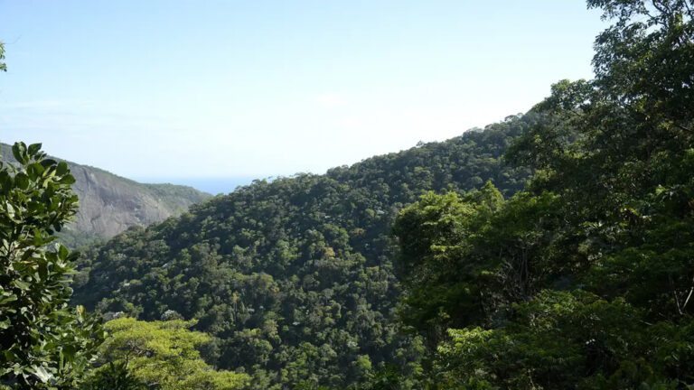 restauro-florestal-render-us-100-bi-por-ano-paises-tropicais-tomaz-silva-agencia-brasil-tvt-news