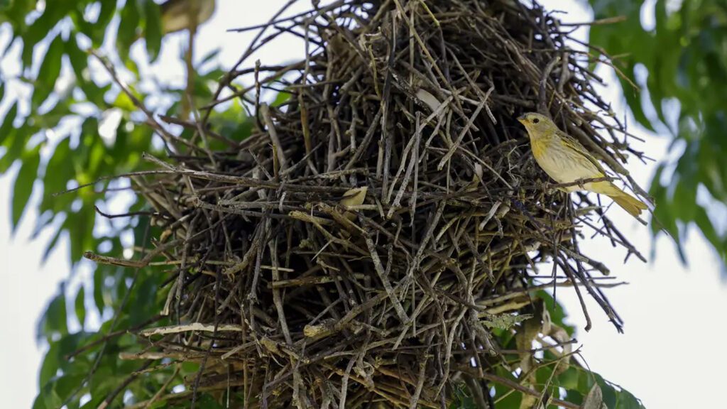brasil-realiza-mutirao-nacional-acelerar-implementacao-codigo-florestal-cop30-fernando-frazao-agencia-brasil-tvt-news