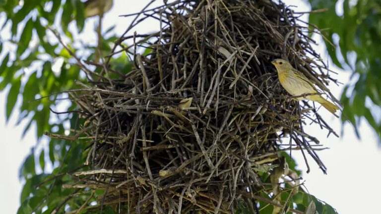 brasil-realiza-mutirao-nacional-acelerar-implementacao-codigo-florestal-cop30-fernando-frazao-agencia-brasil-tvt-news