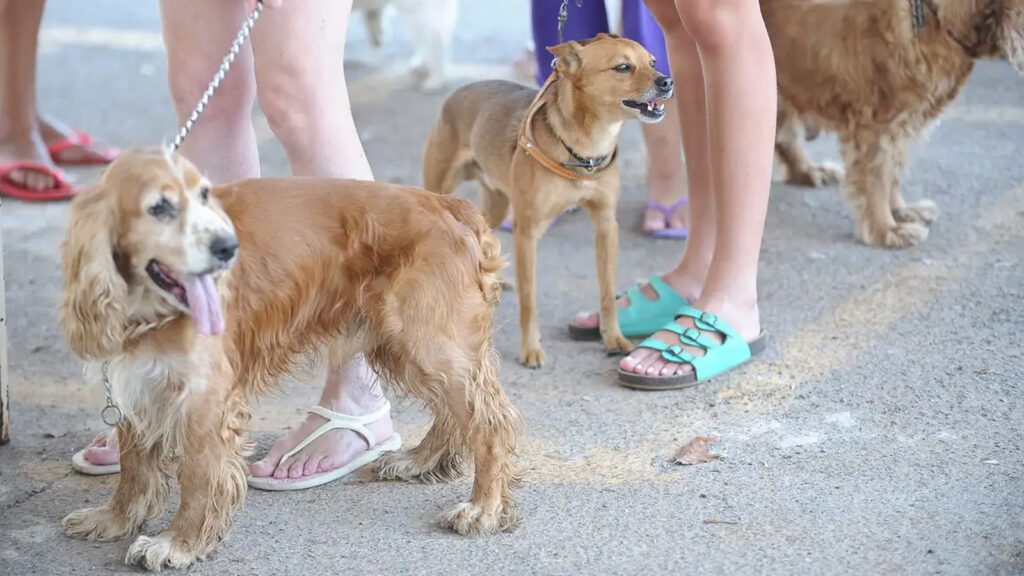 Cade-aprova-fusao-entre-Petz-e-Cobasi-com-restricoes-fabio-rodrigues-pozzebom-agencia-brasil-tvt-news