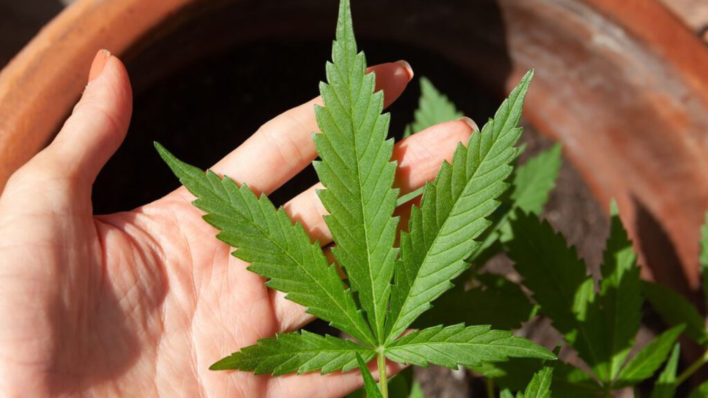 Anvisa-discute-nesta-quarta-regras-para-a-producao-de-cannabis-no-pais-pixabay-tvt-news