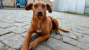 O-que-e-um-cao-comunitario-Entenda-e-saiba-como-ajudar-ONGs-de-protecao-animal-agencia-sp-reproducao-tvt-news