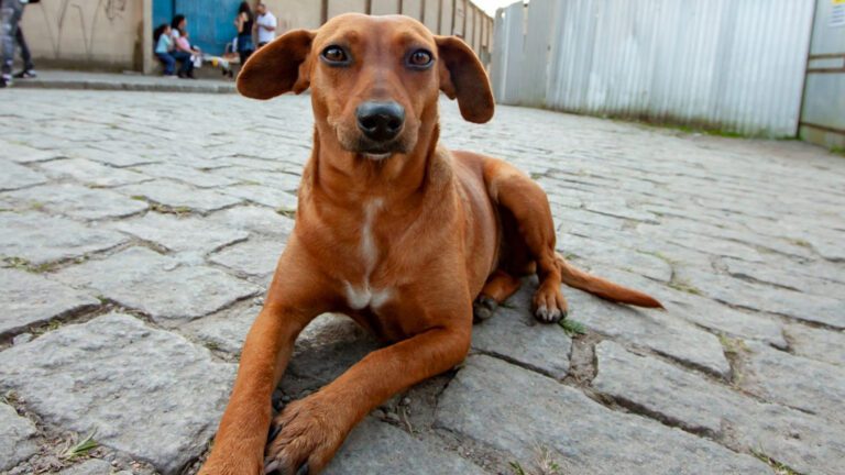 O-que-e-um-cao-comunitario-Entenda-e-saiba-como-ajudar-ONGs-de-protecao-animal-agencia-sp-reproducao-tvt-news