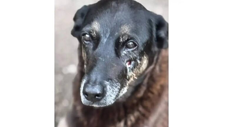 TVTNews 15 adolescentes-suspeitos-de-matar-o-cao-orelha-voltam-ao-brasil-policia-tambem-pediu-a-emissao-do-laudo-de-corpo-de-delito-do-orelha-foto-pc-sc-tvt-news