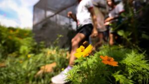 TVTNews 25 dia-da-educacao-ambiental-destaca-iniciativas-de-conscientizacao-educacao-ambiental-e-ponte-entre-o-que-a-gente-quer-fazer-e-o-que-vai-acontecer-foto-marcelo-camargo-agencia-brasil-tvt-news