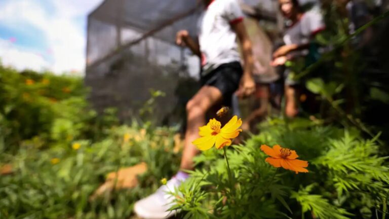 TVTNews 8 dia-da-educacao-ambiental-destaca-iniciativas-de-conscientizacao-educacao-ambiental-e-ponte-entre-o-que-a-gente-quer-fazer-e-o-que-vai-acontecer-foto-marcelo-camargo-agencia-brasil-tvt-news