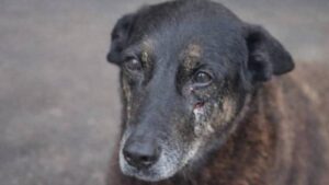 caso-orelha-policia-pede-internacao-de-adolescente-envolvido-no-crime-orelha-sofreu-uma-pancada-contundente-na-cabeca-que-pode-ter-sido-um-chute-ou-algum-objeto-rigido-foto-pc-sc-tvt-news