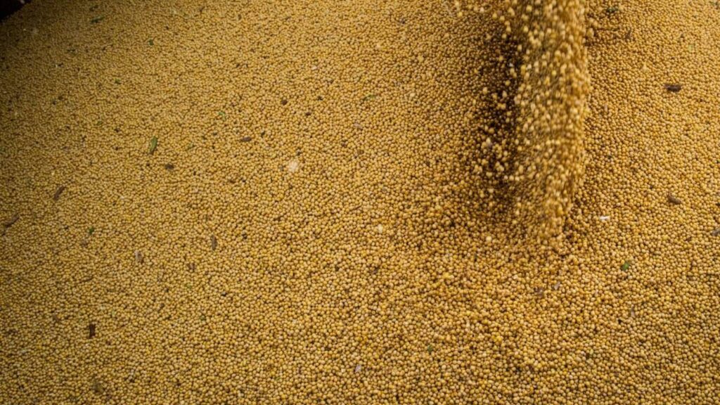 agro-cresce-11-7-impulsiona-pib-e-ganha-participacao-na-economia-producao-de-soja-cresceu-14-6-foto-cna-wenderson-araujo-tvt-news