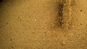 TVTNews 24 agro-cresce-11-7-impulsiona-pib-e-ganha-participacao-na-economia-producao-de-soja-cresceu-14-6-foto-cna-wenderson-araujo-tvt-news