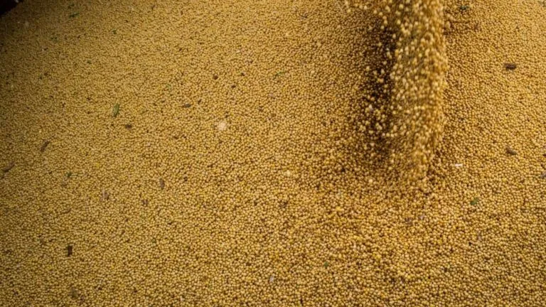 agro-cresce-11-7-impulsiona-pib-e-ganha-participacao-na-economia-producao-de-soja-cresceu-14-6-foto-cna-wenderson-araujo-tvt-news