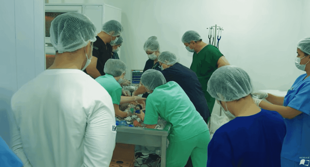 porco-e-clonado-para-doacao-de-orgaos-ao-sus-primeiro-porco-clonado-da-america-latina-para-xenotransplante-divulgacao-tvt-news