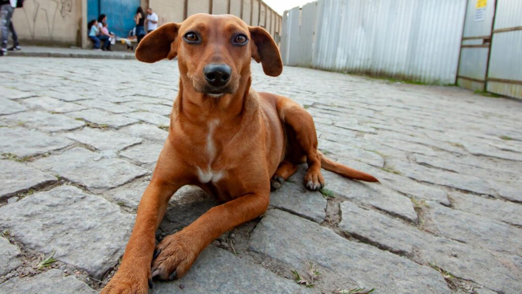 Polemica-Mexico-reconhece-cachorro-caramelo-como-raca-nacional-e-provoca-reacao-no-Brasil-divulgacao-agencia-sp-tvt-news