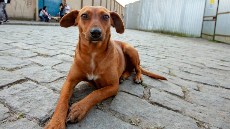 Polemica-Mexico-reconhece-cachorro-caramelo-como-raca-nacional-e-provoca-reacao-no-Brasil-divulgacao-agencia-sp-tvt-news