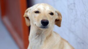 Separou-A-guarda-de-pets-agora-pode-ser-compartilhada-lucio-bernardo-jr-agencia-brasilia-tvt-news