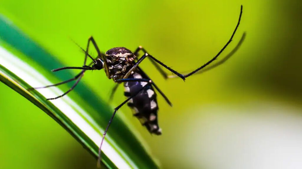 Vacina-da-dengue-o-que-muda-apos-suspensao-do-imunizante-do-Butantan-shammiknr-pixabay-tvt-news