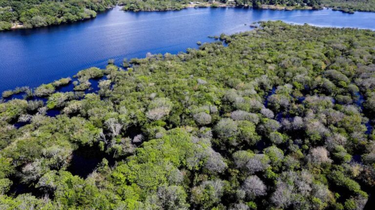 amazonia-tem-menor-desmatamento-em-20-anos-afirma-inpe-area-afetada-pela-supressao-da-vegetacao-nativa-da-amazonia-e-a-menor-em-20-anos-foto-agencia-brasil-tvt-news