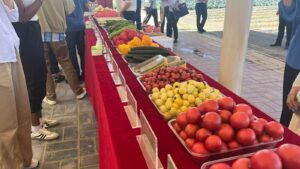 vila-yaomo-cidade-de-guyuan-ningxia-tecnologia-transformou-agricultura-da-regiao-foto-talita-galli-tvt-news