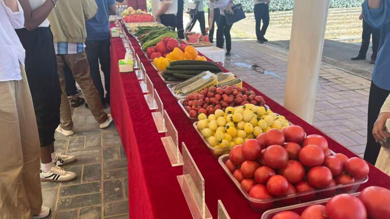 vila-yaomo-cidade-de-guyuan-ningxia-tecnologia-transformou-agricultura-da-regiao-foto-talita-galli-tvt-news