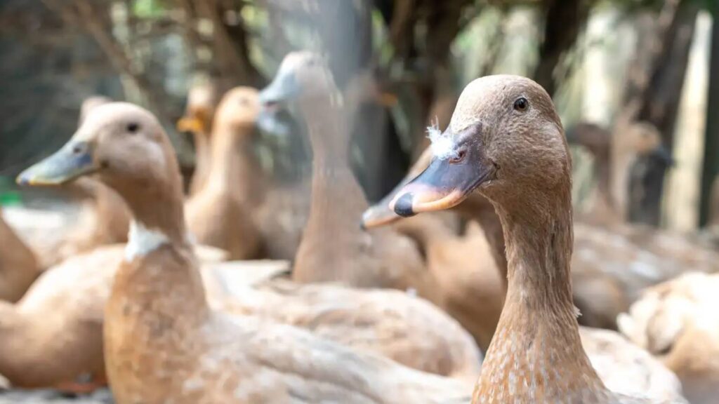 lula-sanciona-lei-que-proibe-comercio-de-fois-gras-proibicao-vale-tanto-para-produtos-in-natura-quanto-para-enlatados-foto-embrapa-tvt-news