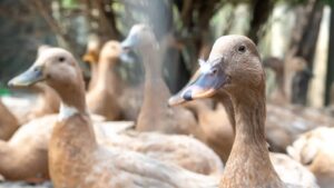 TVTNews 26 lula-sanciona-lei-que-proibe-comercio-de-fois-gras-proibicao-vale-tanto-para-produtos-in-natura-quanto-para-enlatados-foto-embrapa-tvt-news