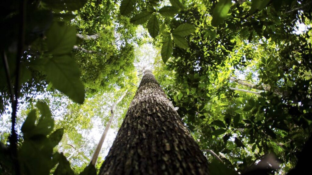amazonia-tem-menor-desmatamento-da-serie-historica-cerrado-a-menor-em-cinco-anos-na-amazonia-a-area-sob-alertas-foi-de-2-874-38-km-o-que-representa-uma-reducao-de-36-foto-arquivo-agencia-tvt-news