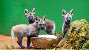 tres-filhotes-de-lobo-guara-do-zoologico-ja-tem-nome-acai-guarana-e-cupuacu-escolhidos-por-52-dos-votantes-nas-redes-sociais-foto-leandro-ferreira-divulgacao-zoo-sao-paulo