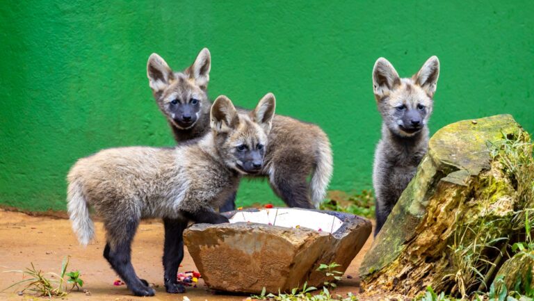 tres-filhotes-de-lobo-guara-do-zoologico-ja-tem-nome-acai-guarana-e-cupuacu-escolhidos-por-52-dos-votantes-nas-redes-sociais-foto-leandro-ferreira-divulgacao-zoo-sao-paulo