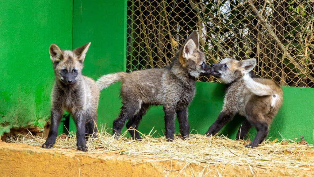 Filhotes de lobo-guará do Zoo de São Paulo recebem os nomes Açaí, Guaraná e Cupuaçu 1 zoologico-de-sao-paulo-jardim-botanico-e-simba-safari-tem-promocao-de-dia-dos-pais-foto-leandro-ferreira-divulgacao-zoo-de-sao-paulo